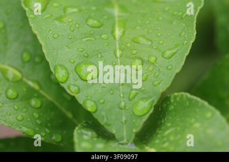 Macro shot of fresh rain droplets on vibrant green lemon tree leaves after a rain shower Stock Photo