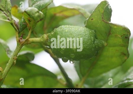 Close-Up of Fresh Green Lemon Growing on Tree with Water Droplets Stock Photo