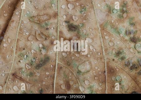 Macro shot of water droplets on a decaying autumn leaf with visible veins and spots Stock Photo