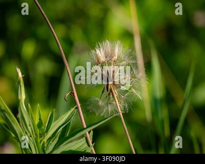Delicate salsify goatsbeard seed head clock on a slender stem with a soft green meadow background Stock Photo