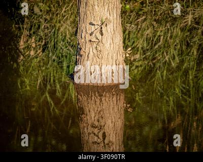 Tree trunk standing in calm water with a clear vertical reflection and blurred green grass reeds in the background Stock Photo