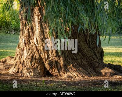 Massive gnarled weeping willow tree trunk close up with thick textured bark and low hanging green leaves Stock Photo