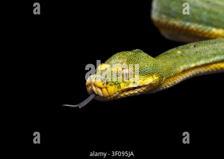 Close-up Green Tree Python Snake in Attack. Morelia viridis. Isolated black background Stock Photo