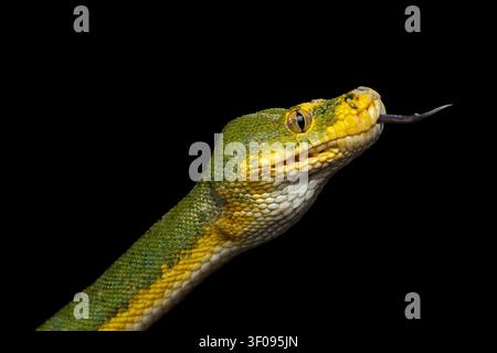 Close-up Green Tree Python Snake in Attack. Morelia viridis. Isolated black background Stock Photo