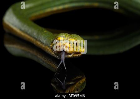Close-up Green Tree Python Snake in Attack. Morelia viridis. Isolated black background Stock Photo