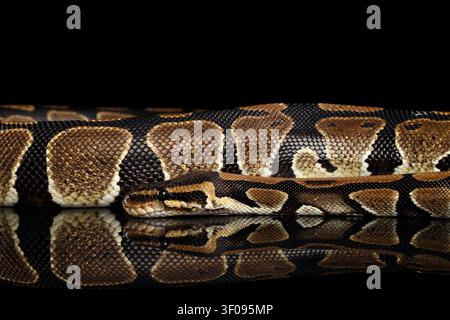 Ball or Royal python Snake. Python regius. on Isolated black background with reflection Stock Photo