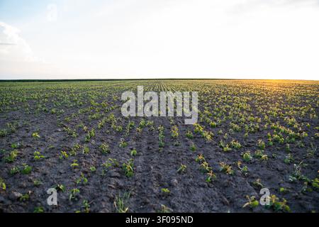Young soybean plants growing in fertile soil across a vast agricultural field at sunset, symbolizing new growth and farming Stock Photo