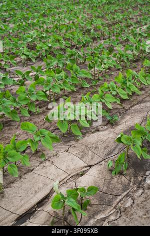 Young sunflower crops growing in cracked, dry soil showing the effects of drought and climate change on agriculture Stock Photo
