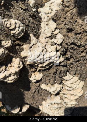 Close-up of wild white bracket fungus growing on rough tree bark in sunny forest. Natural texture background. Stock Photo