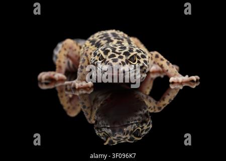 Leopard Gecko Eublepharis macularius Isolated Black Background with reflection, Front view on predator Stock Photo