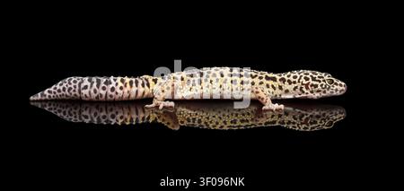 Leopard Gecko Eublepharis macularius Isolated Black Background with reflection, Side view on full length Stock Photo