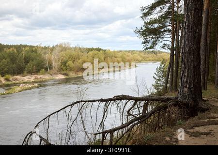 High bank Neman river in Hrodna Belarus with pine trees roots. Scenic landscape view forest water clouds sky. Nature environment travel destination Ea Stock Photo