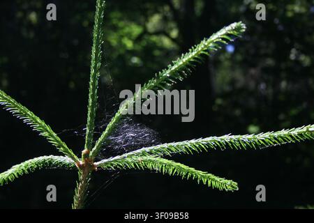 Spider web caught between the branches of a young spruce tree in a forest, illuminated by sunlight and surrounded by green woodland background. Stock Photo