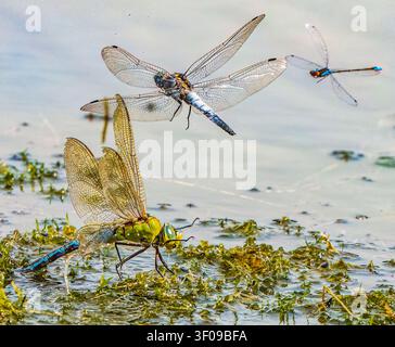 Three Species of Dragonfly Stock Photo