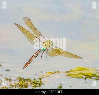 Female Emperor Dragonfly in Flight Stock Photo