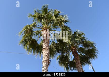 Two Mediterranean palm trees with green fronds standing against a clear, bright blue sky. Stock Photo