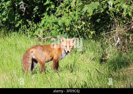 Rotfuchs / Red fox / Vulpes vulpes Stock Photo