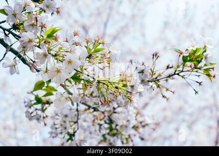Delicate white cherry blossoms on sunlit branches against a soft blue sky, capturing fresh spring beauty, calm mood, and natural outdoor detail with g Stock Photo
