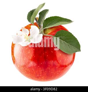 A stunning close-up showcasing a ripe, crimson apple adorned with delicate white blossoms and vibrant green leaves. This detailed image captures the i Stock Photo