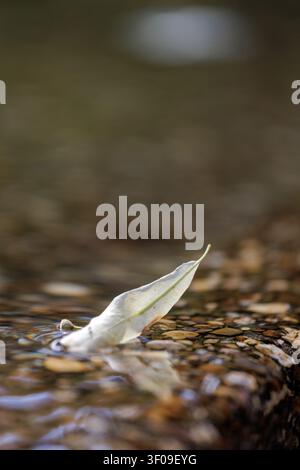 White leaf floating on shallow water with pebbles and soft natural reflections Stock Photo