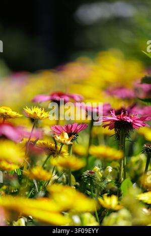 Colorful blooming flowers in sunlit garden with soft natural bokeh Stock Photo