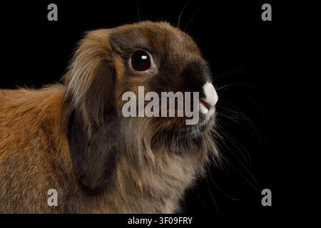 Close-up Brown Rabbit with white nose on Isolated Black Background Stock Photo