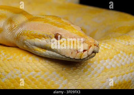 Close-up Head of Albino Python, Yellow skin Stock Photo