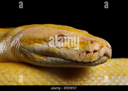 Close-up Head of Albino Python, Yellow skin Stock Photo