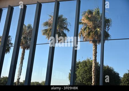Palm Trees Reflected in Tall Windows of the Opera House in Torrevieja, Spain Stock Photo
