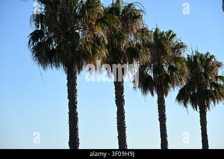 Four Palm Trees in a Row Against a Blue Sky Stock Photo