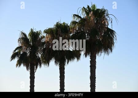 Three Palm Trees in a Row Against a Brilliant Blue Sky Stock Photo