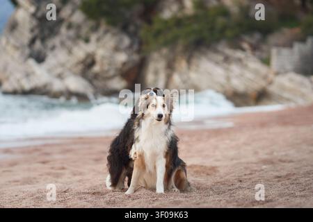 Two dogs hugs on the sand with ocean waves behind. The cliffs and shoreline form a rugged coastal atmosphere. Stock Photo