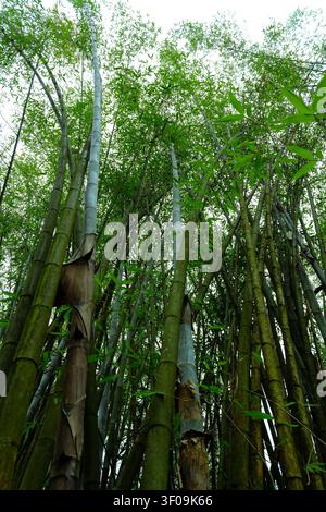 Low angle view of tall green bamboo trees in a dense forest, with fresh leaves and soft daylight filtering through the canopy, creating a calm natural Stock Photo