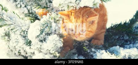 Little red kitten dressed sits on a fir tree outdoors in winter Stock Photo