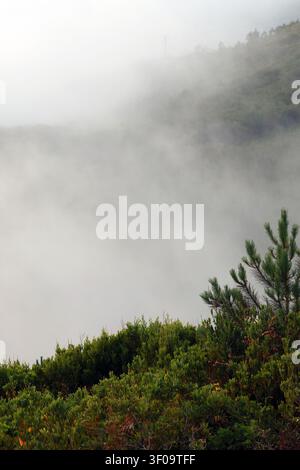 A green pine tree and thick shrubbery stand at the edge of a deep valley completely filled with heavy, rolling coastal fog in Portugal. Stock Photo