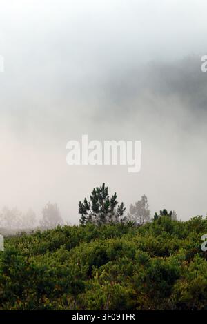 A green pine tree and thick shrubbery stand at the edge of a deep valley completely filled with heavy, rolling coastal fog in Portugal. Stock Photo