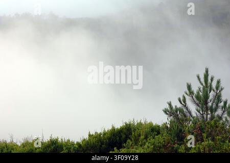 A green pine tree and thick shrubbery stand at the edge of a deep valley completely filled with heavy, rolling coastal fog in Portugal. Stock Photo