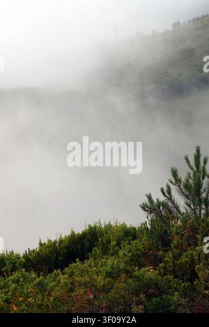 A green pine tree and thick shrubbery stand at the edge of a deep valley completely filled with heavy, rolling coastal fog in Portugal. Stock Photo