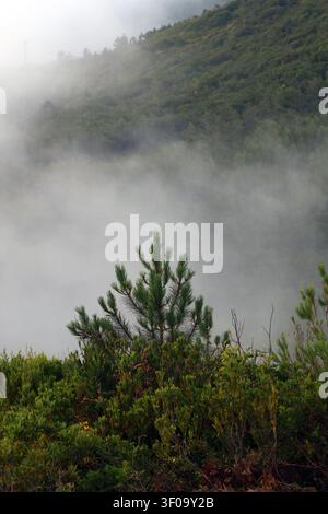 A green pine tree and thick shrubbery stand at the edge of a deep valley completely filled with heavy, rolling coastal fog in Portugal. Stock Photo