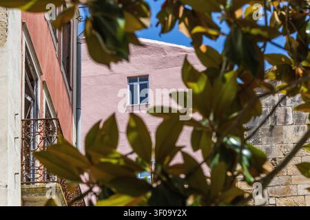 Framed by blurred green foliage, a low-angle view shows a pink building and an orange neighbor with an iron balcony under a clear blue sky. Stock Photo