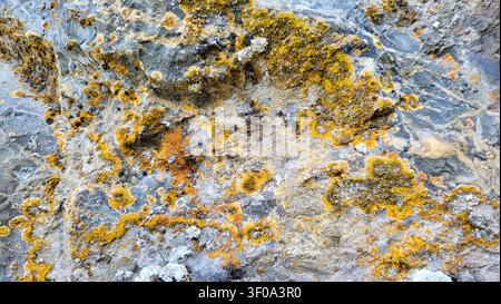 Close-Up of Gray Rock Covered with Mustard Yellow Lichen in Swiss Nature Stock Photo