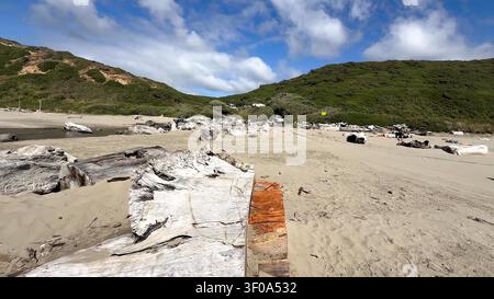 Large bleached driftwood logs are scattered across a wide sandy beach beneath lush green hills and a cloudy sky. Stock Photo