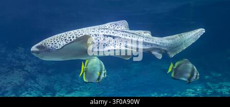 Close-up Side view of a Zebra shark (Stegostoma tigrinum) Stock Photo