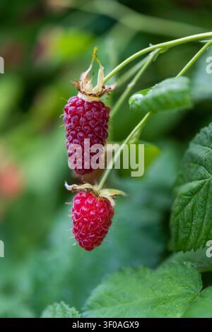 Vertical macro image of two ripe raspberries growing on the bush after rain. Fine fruit texture, delicate hairs, and sparkling water droplets stand ou Stock Photo