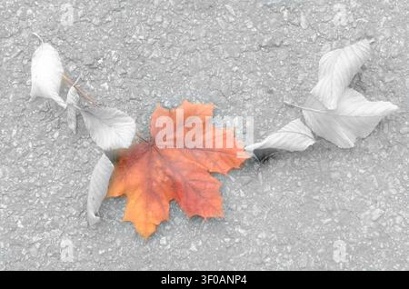 Leaves lay scattered on the ground in Sweden during autumn. The scene captures different shades of leaves from bright orange to muted colors. This mom Stock Photo