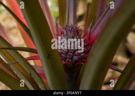 Close up of a vibrant young pineapple fruit emerging with intricate red and purple scales, partially hidden by spiky green leaves. Captures tropical g Stock Photo