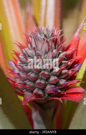 Close up Vertical of a vibrant young pineapple fruit developing on its plant, showcasing intricate red bracts, delicate purple flowers, and a textured Stock Photo