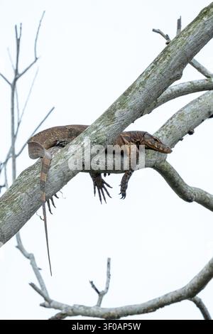 A wild Asian Water Monitor lizard (Varanus salvator) rests peacefully on a thick, textured tree branch against a clear, bright sky, showcasing its nat Stock Photo