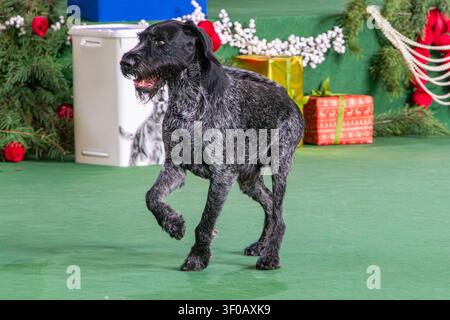 Black German Wirehaired Pointer on a stage at a dog show, performing dynamic action runningdancing, against a festive green backdrop with red and gold Stock Photo
