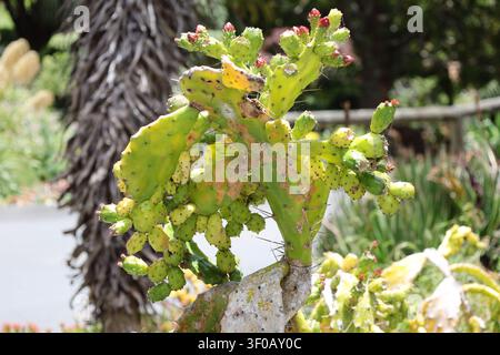 Prickly Pear cactus, small, round, red-tipped flower buds, yellow, orange, pink flowers (Opuntia-monacantha, drooping-prickly-pear, Opuntia-ficus-indi Stock Photo
